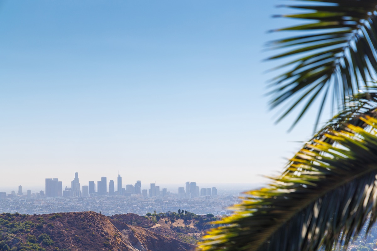 Los Angeles skyline with iconic skyscrapers on the horizon framed by vibrant palm leaves in the foreground, under a clear, sunny sky