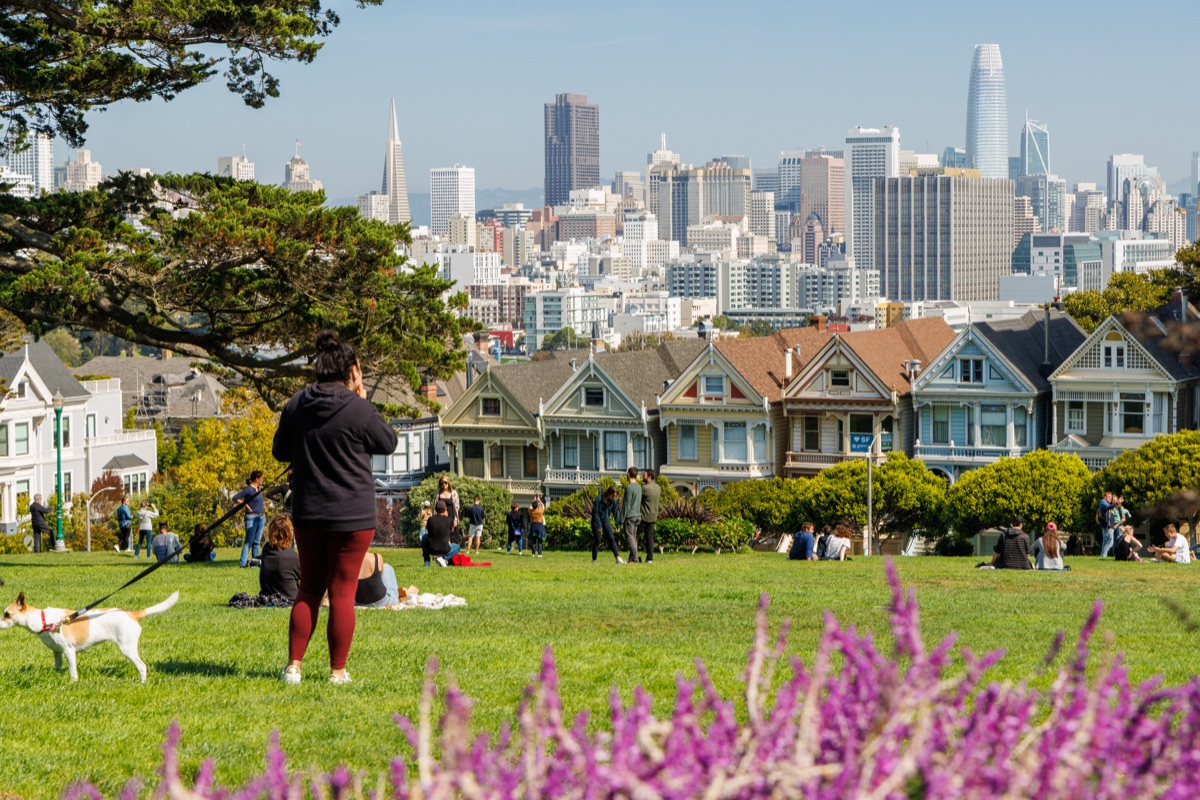 Painted Ladies