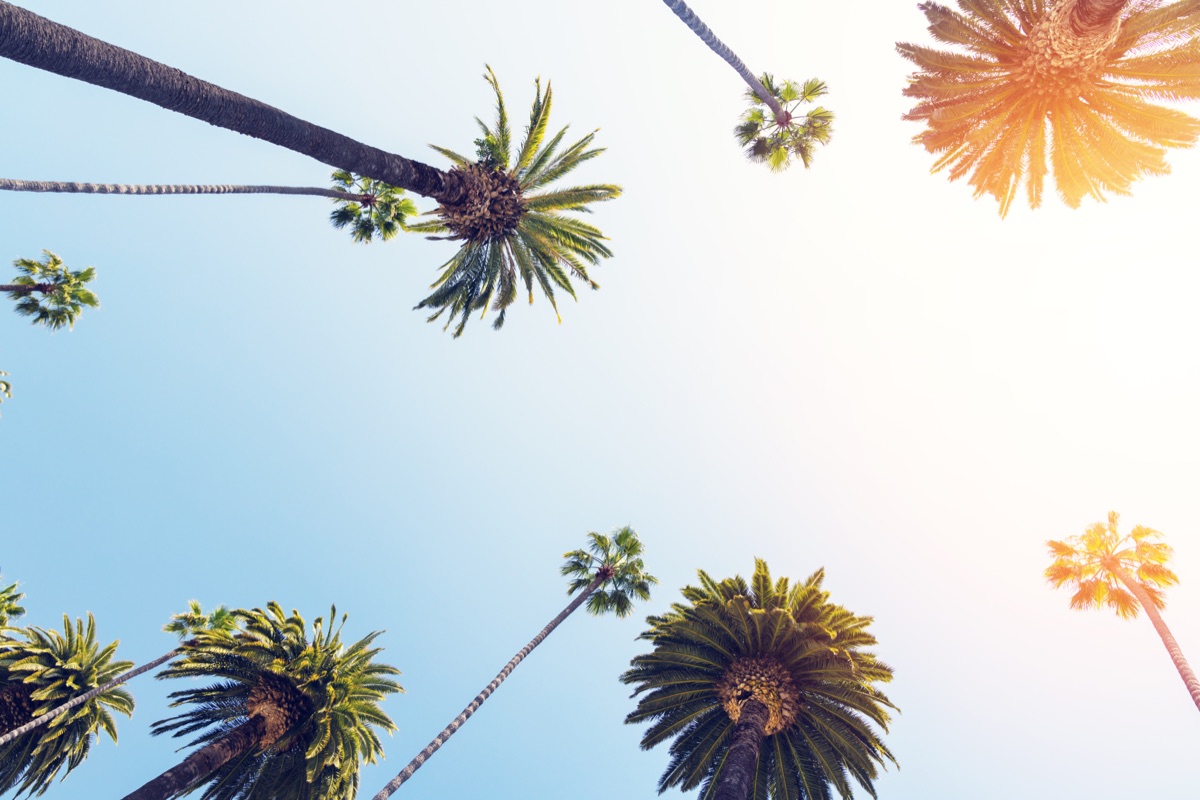 A perfect summer day in California, Beverly Hills, relaxing under the shade of tall palms and enjoying the warmth of the sun
