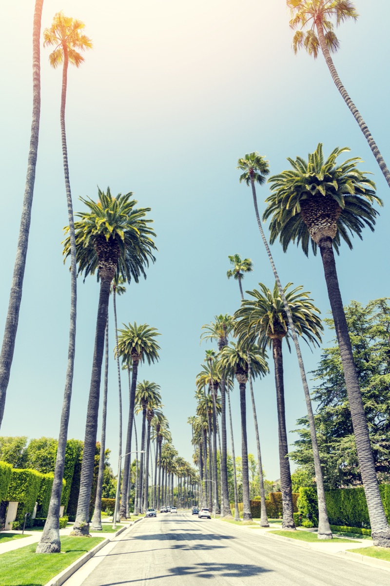 Beverly Hills drive lined with tall and majestic palm trees, Los Angeles, California