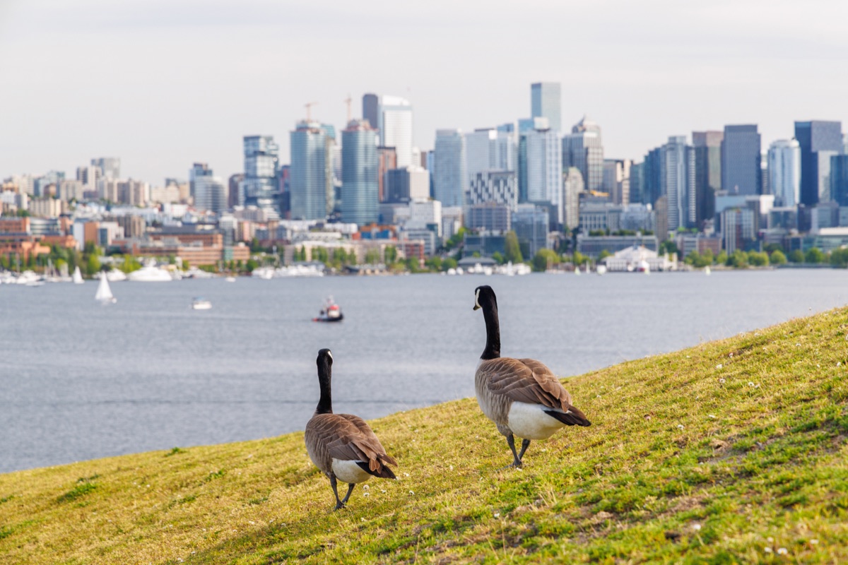 View of downtown Seattle from Gas Works Park with skyline, lake, and ducks on green lawn